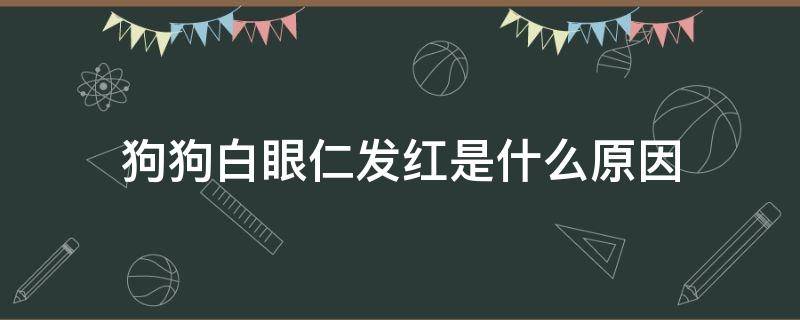 狗狗白眼仁发红是什么原因 狗狗眼白部分发红