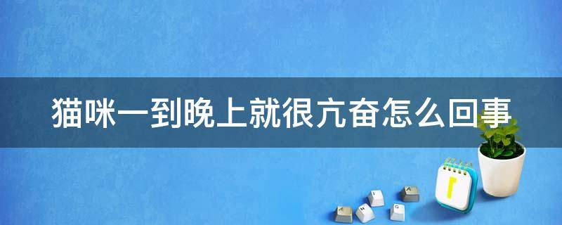 猫咪一到晚上就很亢奋怎么回事 猫咪一到晚上就很亢奋怎么回事儿