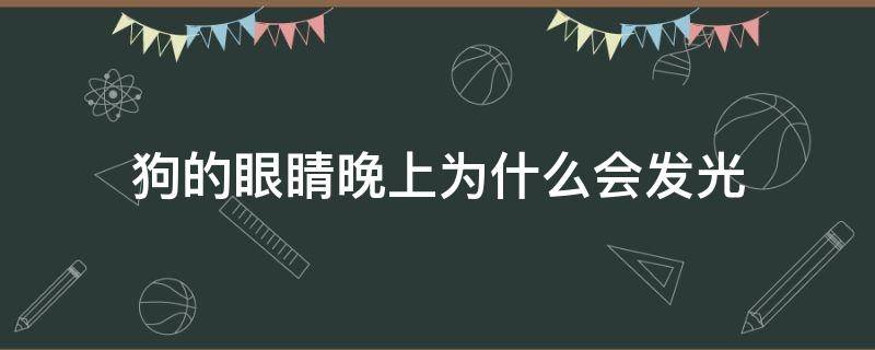 狗的眼睛晚上为什么会发光（狗狗的眼睛为什么晚上会发光）