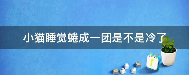 小猫睡觉蜷成一团是不是冷了 猫蜷缩着睡觉是因为冷吗