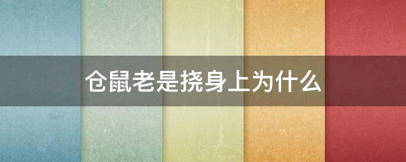 仓鼠老是挠身上为什么（仓鼠老是挠自己）
