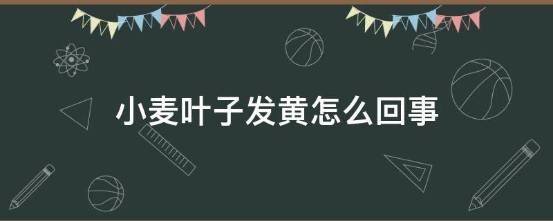 小麦叶子发黄怎么回事 小麦叶子发黄是怎么回事