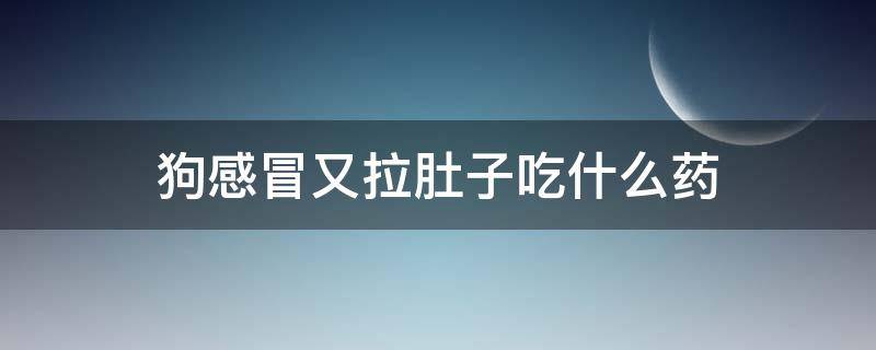 狗感冒又拉肚子吃什么药（狗狗感冒引起的拉肚子吃什么药）