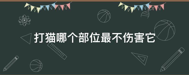 打猫哪个部位最不伤害它 不可以打猫身上哪个部位