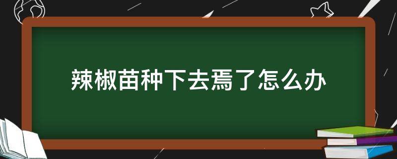 辣椒苗种下去焉了怎么办（辣椒长苗后需要怎么办）