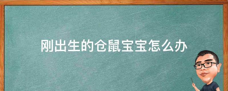 刚出生的仓鼠宝宝怎么办 刚生出来的仓鼠怎么办