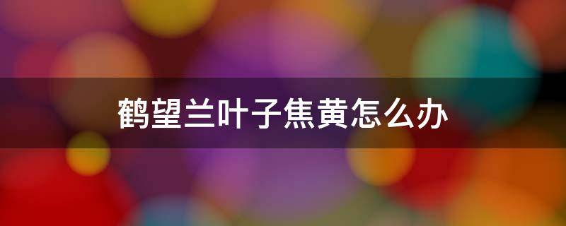 鹤望兰叶子焦黄怎么办 鹤望兰的叶子边焦黄是怎么回事?