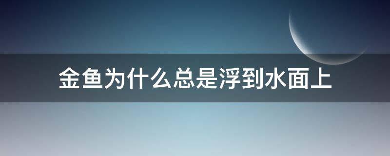 金鱼为什么总是浮到水面上（金鱼有的时候浮在水面上是什么原因）