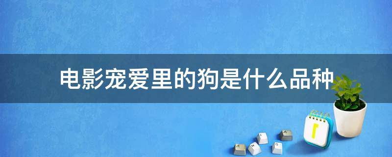 电影宠爱里的狗是什么品种 犬爱电影里面的狗是什么品种