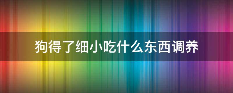 狗得了细小吃什么东西调养 狗狗得了细小吃什么东西