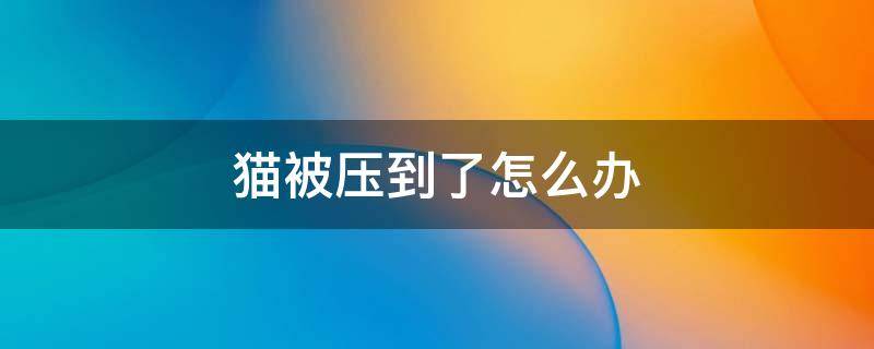 猫被压到了怎么办 不小心压到猫了怎么办