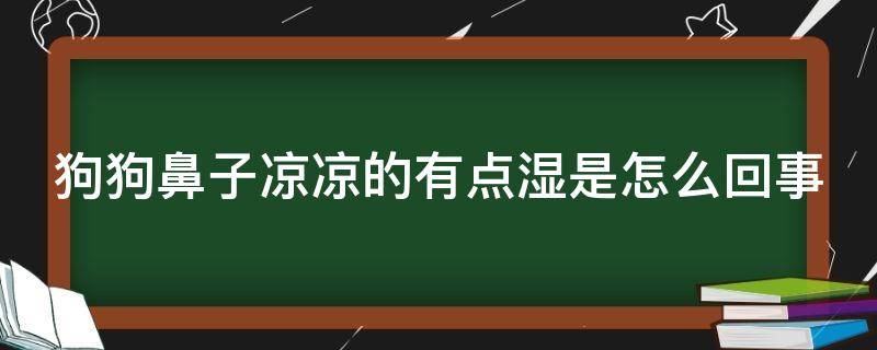 狗狗鼻子凉凉的有点湿是怎么回事 狗狗鼻子凉凉的有点湿是怎么回事啊