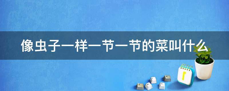 像虫子一样一节一节的菜叫什么（像虫子一样一节一节的菜叫什么名字）