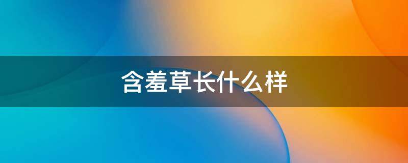 含羞草长什么样（含羞草长什么样子50字）