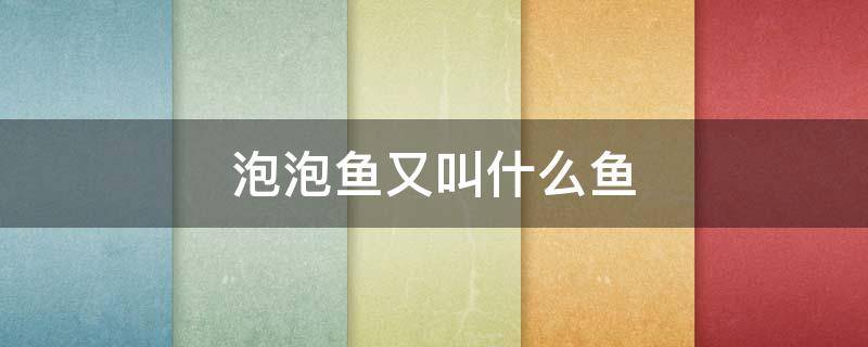 泡泡鱼又叫什么鱼（鱼泡又叫什么名字）