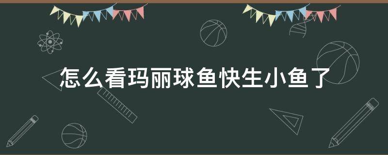 怎么看玛丽球鱼快生小鱼了 玛丽鱼生小鱼前兆图解