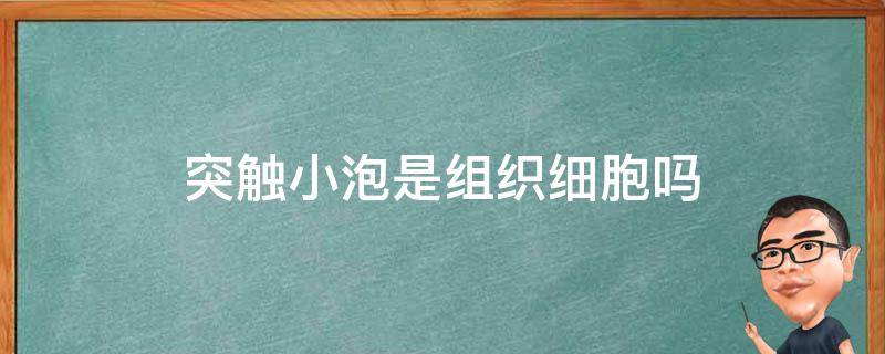 突触小泡是组织细胞吗 突触小泡属于细胞外囊泡吗