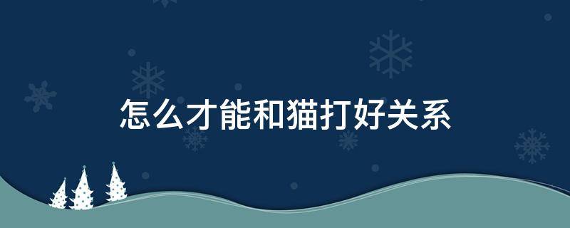 怎么才能和猫打好关系 怎么样才能跟猫打好关系