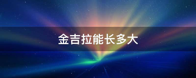 金吉拉能长多大 金吉拉能长多大多重