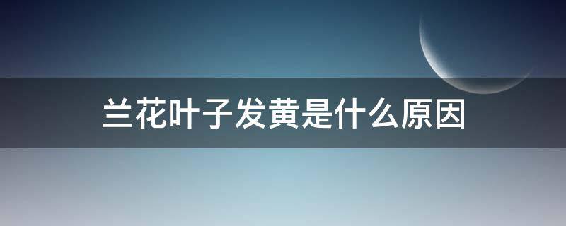 兰花叶子发黄是什么原因（兰花叶子发黄是什么原因怎么处理）