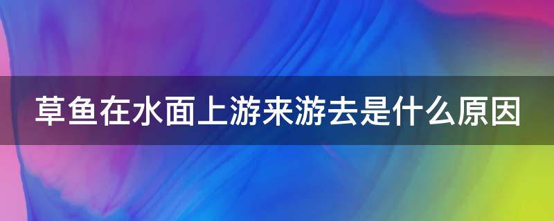 草鱼在水面上游来游去是什么原因（草鱼在水面上游来游去是什么原因造成的）