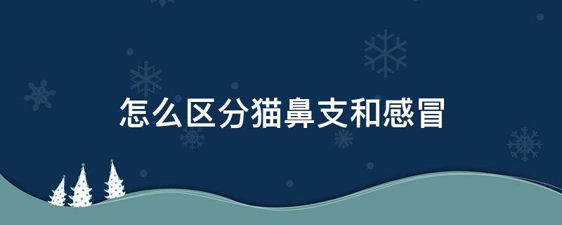 怎么区分猫鼻支和感冒（怎样区分猫鼻支和感冒）