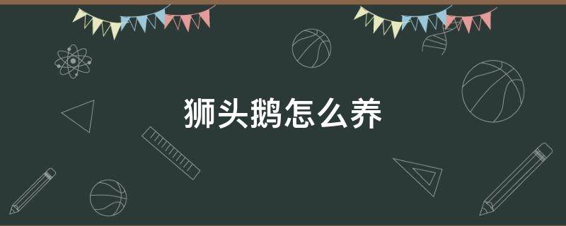 狮头鹅怎么养 狮头鹅怎么养才长肉