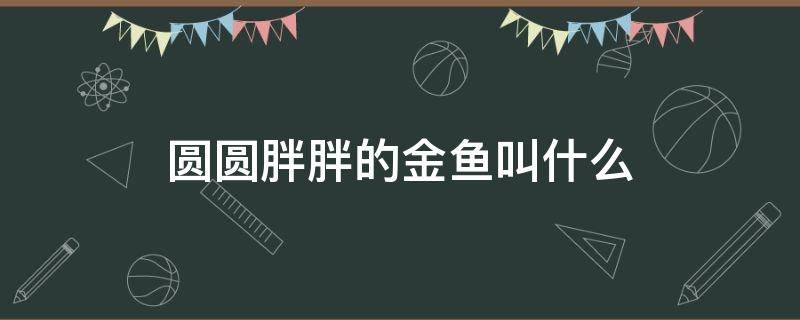 圆圆胖胖的金鱼叫什么（胖胖的小金鱼叫什么）