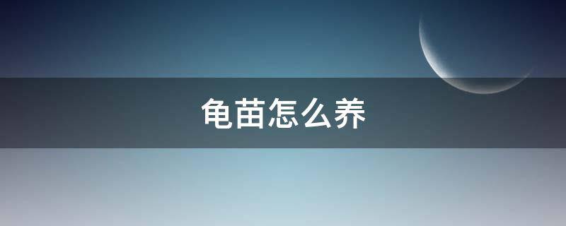 龟苗怎么养 麝香龟苗怎么养