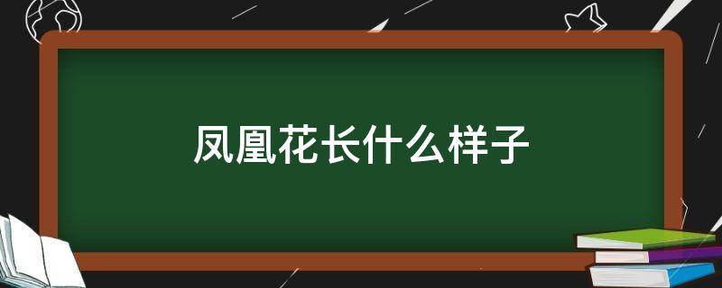 凤凰花长什么样子（凤凰花长什么样子有什么特点）