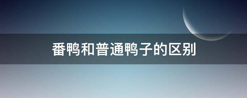 番鸭和普通鸭子的区别 番鸭跟一般鸭子有什么区别