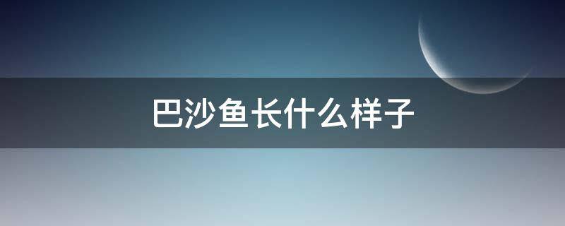 巴沙鱼长什么样子（巴沙鱼长什么样子芭鲨鱼一家）