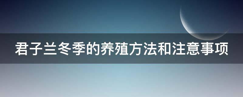 君子兰冬季的养殖方法和注意事项（君子兰冬季的养殖方法和注意事项图片）