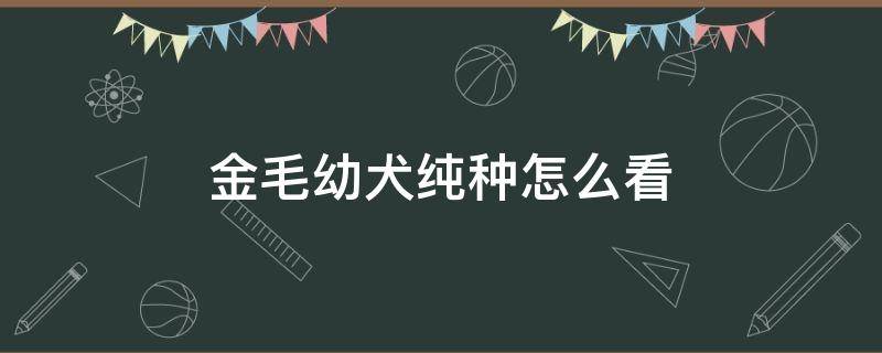 金毛幼犬纯种怎么看（金毛小狗怎么看纯种）