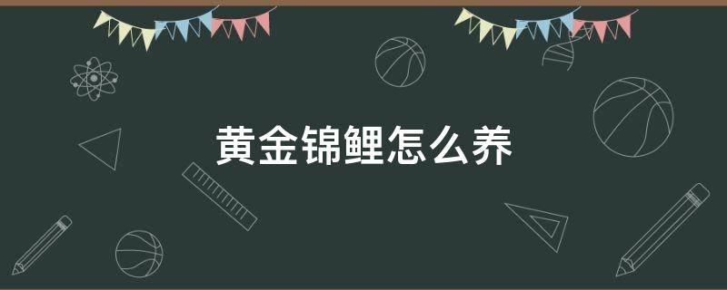 黄金锦鲤怎么养 黄金锦鲤怎么养注意那些