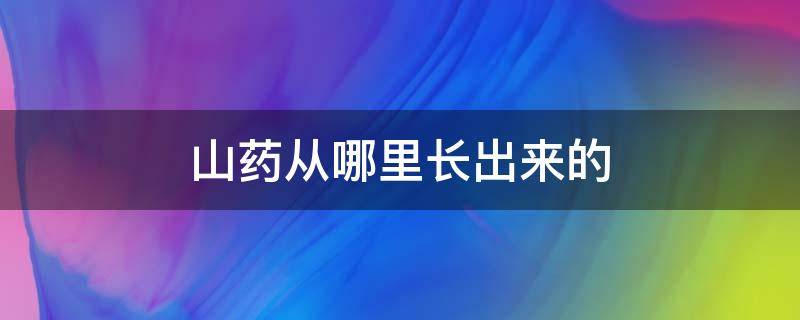 山药从哪里长出来的 山药一般长在什么地方