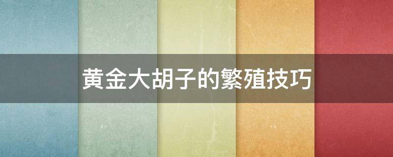 黄金大胡子的繁殖技巧 黄金胡子长多大繁殖