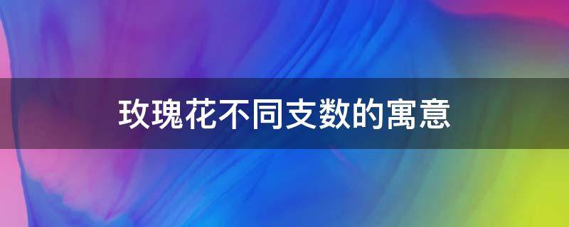 玫瑰花不同支数的寓意（红玫瑰不同支数的含义）