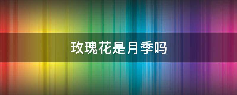 玫瑰花是月季吗（花店里的玫瑰花是月季吗）