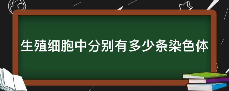 生殖细胞中分别有多少条染色体（生殖细胞内有多少条染色体）