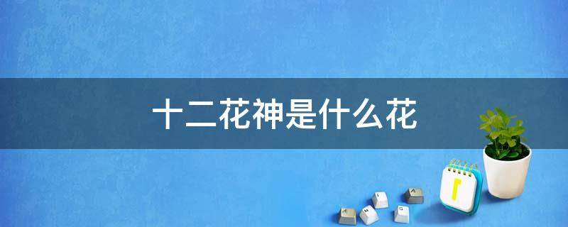 十二花神是什么花（十二花神是什么花之首）