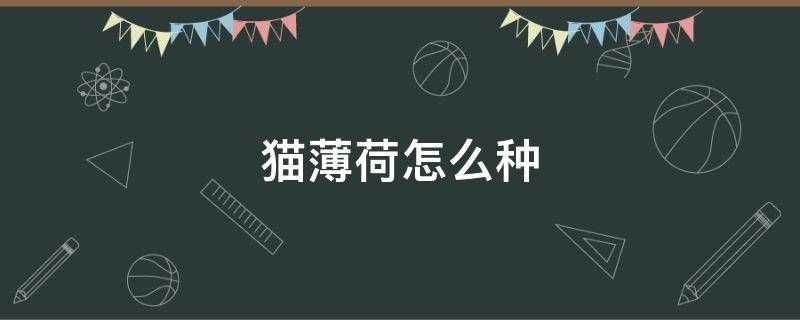 猫薄荷怎么种（猫薄荷怎么种植方法视频）