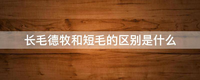 长毛德牧和短毛的区别是什么 德牧有长毛和短毛之分吗