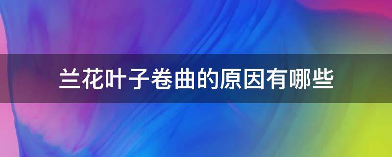 兰花叶子卷曲的原因有哪些（兰花的叶子卷曲是怎么回事）