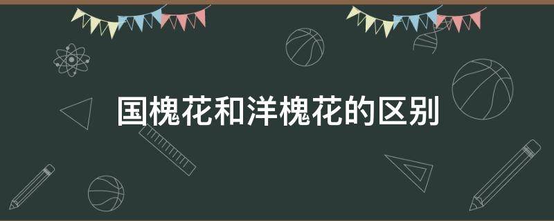 国槐花和洋槐花的区别 洋槐花与槐花的区别