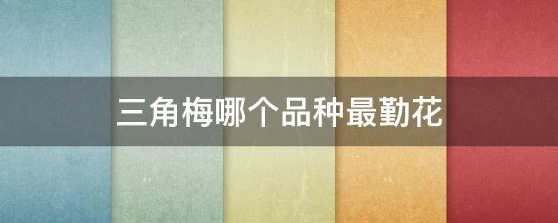 三角梅哪个品种最勤花 三角梅哪个品种最勤花长的又快