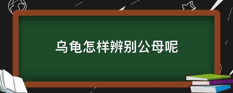 乌龟怎样辨别公母呢（乌龟如何分辨公母）