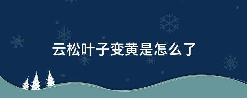 云松叶子变黄是怎么了 云松叶子发黄怎么回事