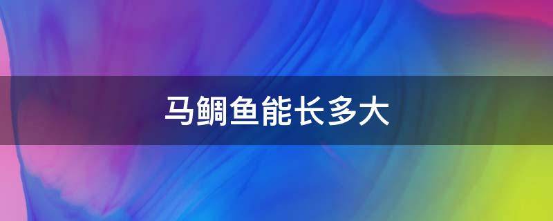 马鲷鱼能长多大（马鲷可以长多大）