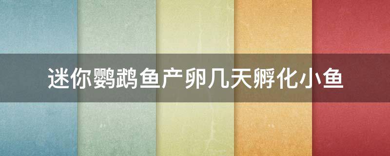 迷你鹦鹉鱼产卵几天孵化小鱼（迷你鹦鹉鱼产卵几天孵化小鱼怎么没了）